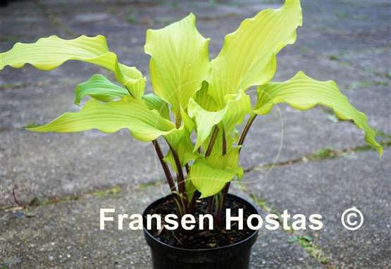 Hosta Green Lava